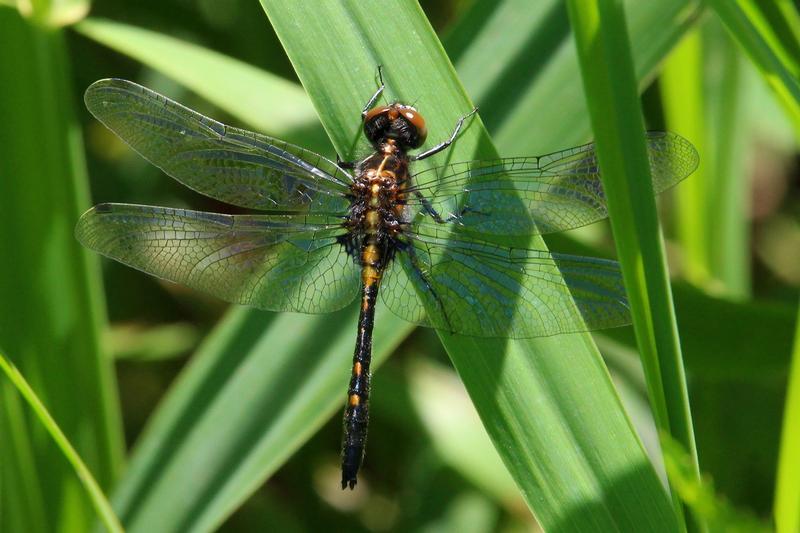 Photo of Dot-tailed Whiteface