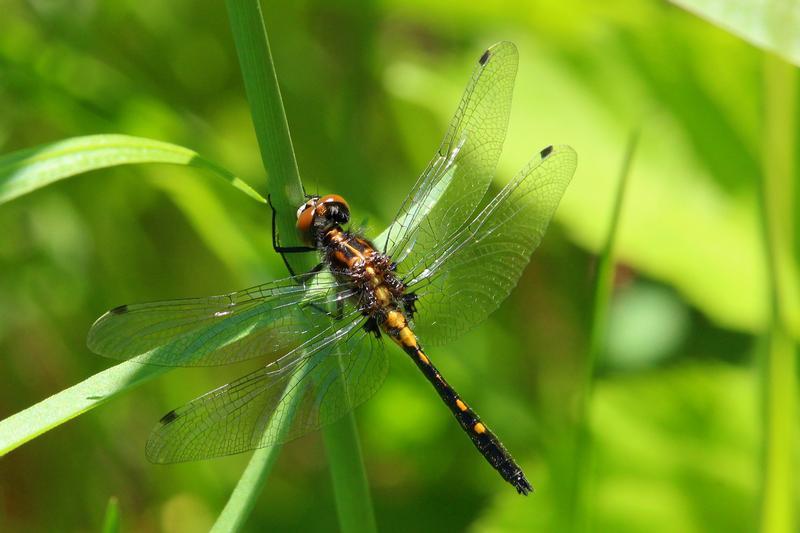 Photo of Dot-tailed Whiteface