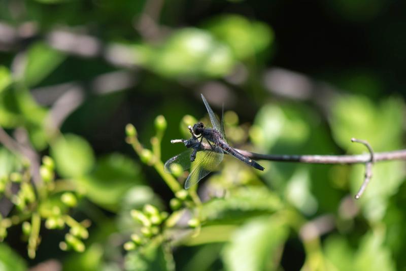 Photo of Dot-tailed Whiteface