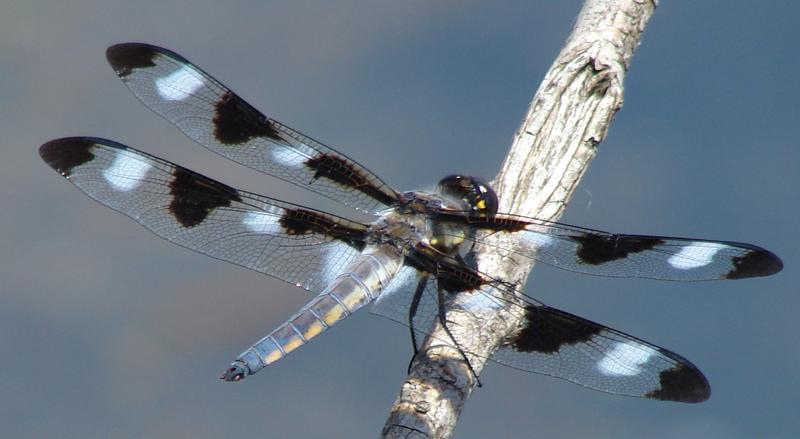Photo of Twelve-spotted Skimmer