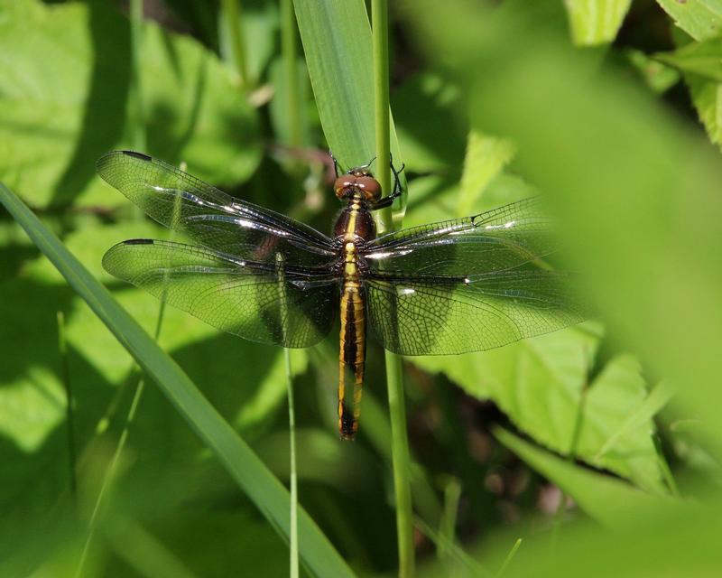 Photo of Widow Skimmer