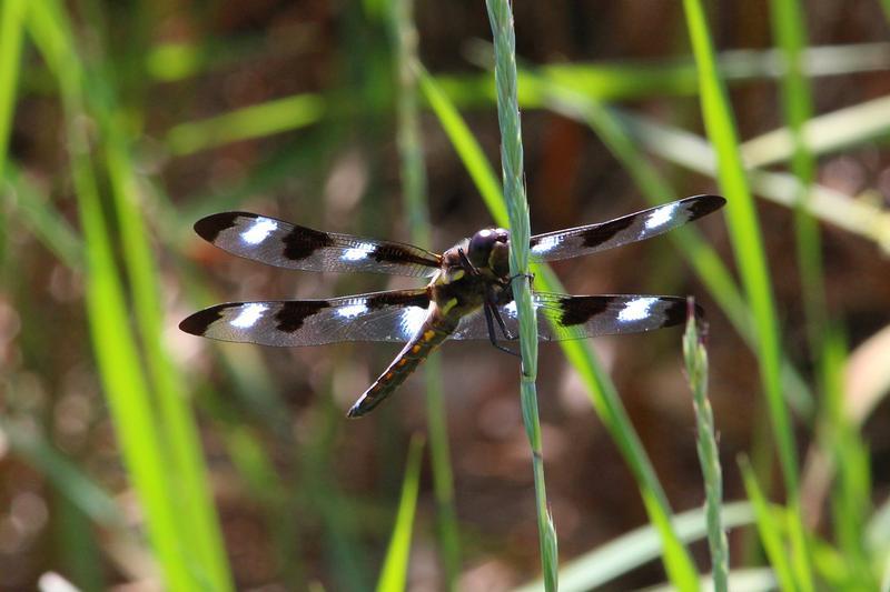 Photo of Twelve-spotted Skimmer