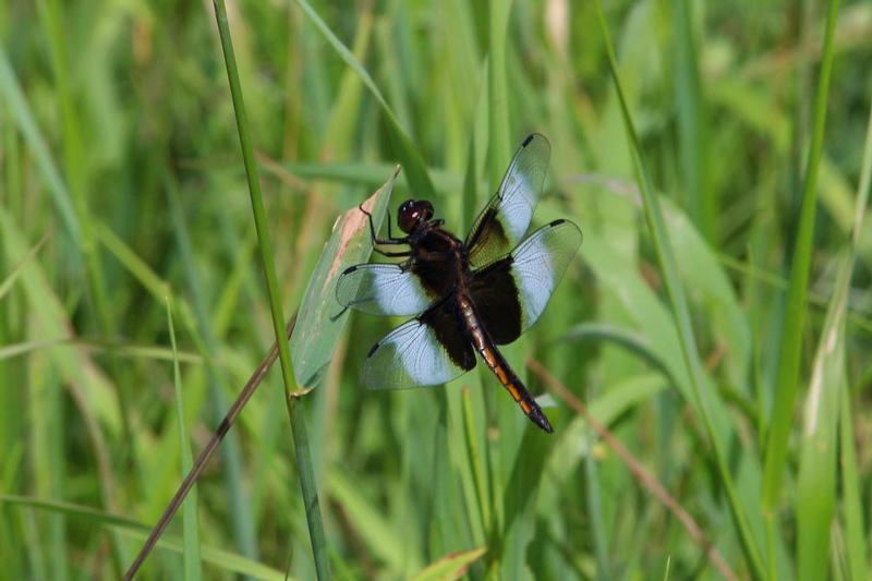 Photo of Widow Skimmer