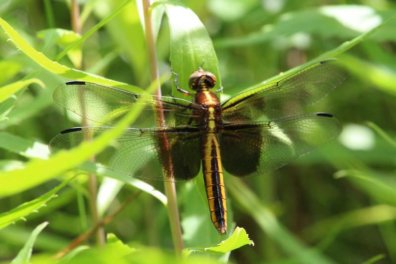 Photo of Widow Skimmer