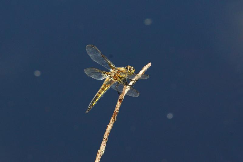 Photo of Four-spotted Skimmer