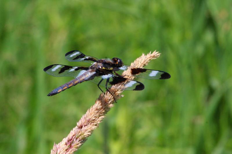 Photo of Twelve-spotted Skimmer