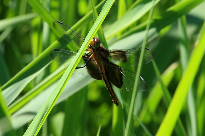 Photo of Widow Skimmer