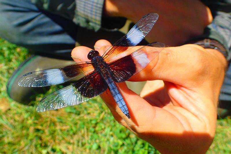 Photo of Widow Skimmer