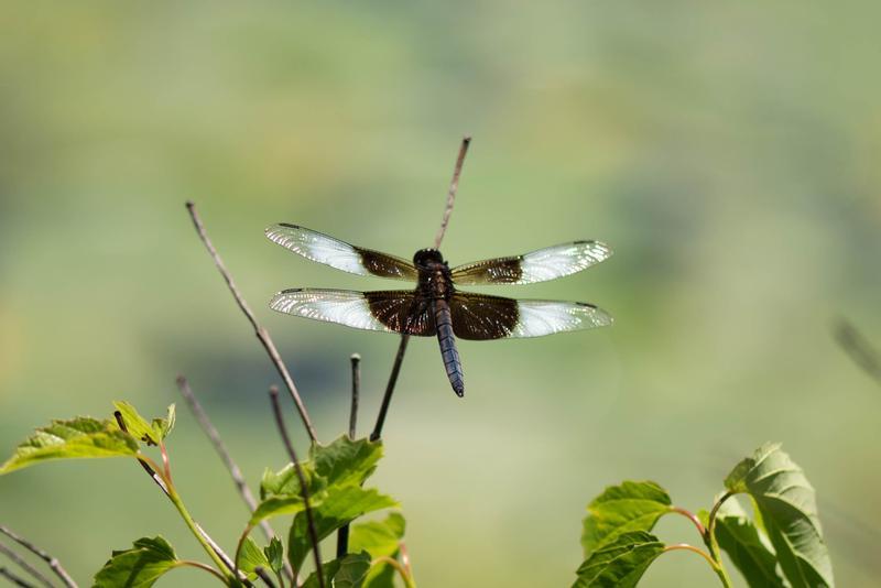 Photo of Widow Skimmer