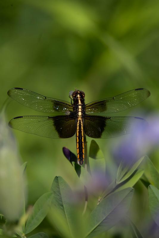 Photo of Widow Skimmer