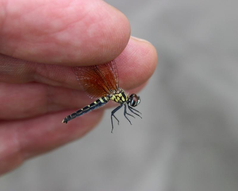 Photo of Elfin Skimmer