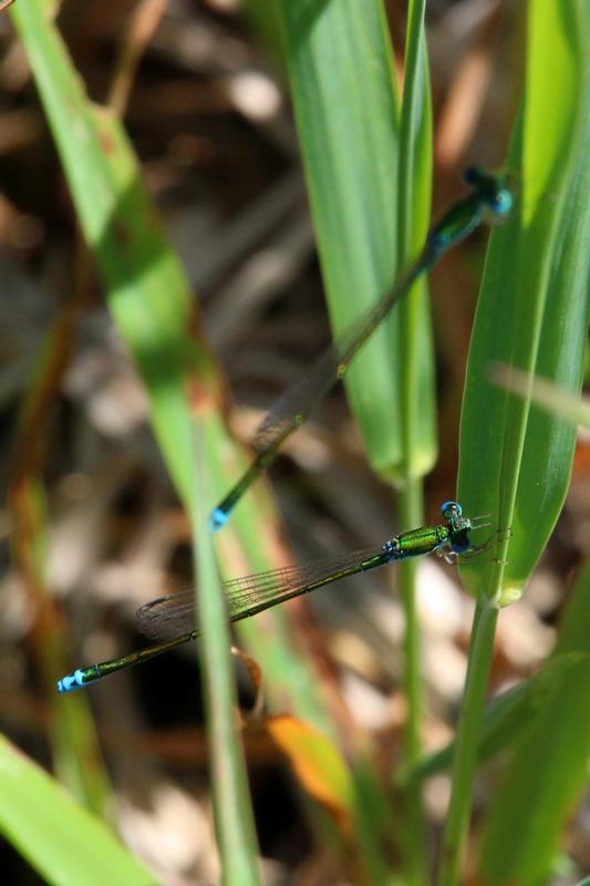 Photo of Sedge Sprite