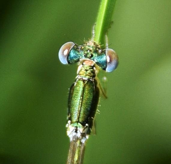 Photo of Sedge Sprite
