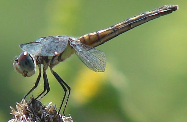 Photo of Blue Dasher