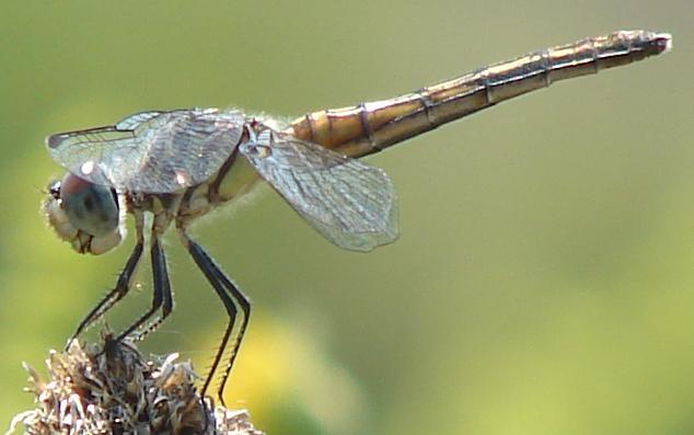 Photo of Blue Dasher