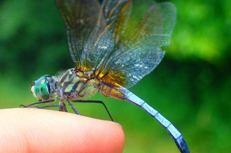 Photo of Blue Dasher