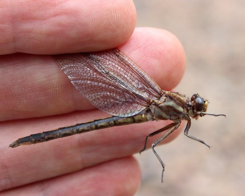 Photo of Dusky Clubtail