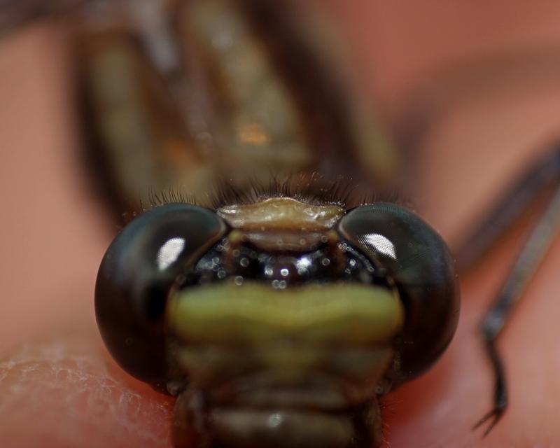 Photo of Dusky Clubtail