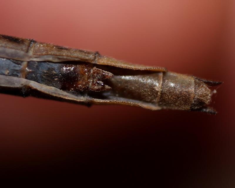 Photo of Dusky Clubtail