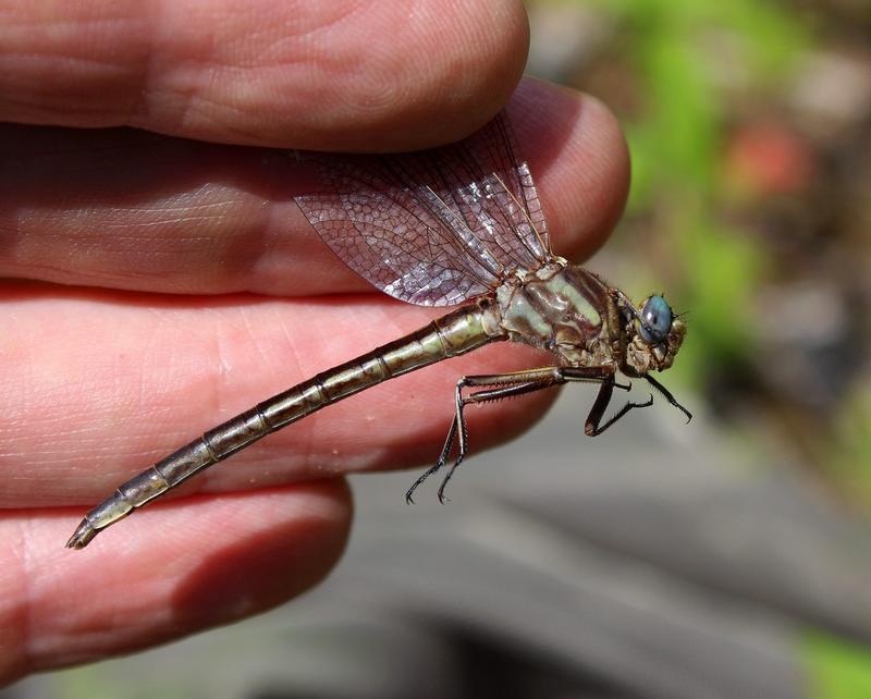 Photo of Dusky Clubtail