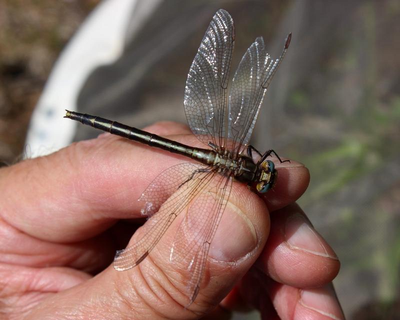 Photo of Dusky Clubtail