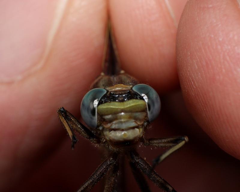 Photo of Dusky Clubtail