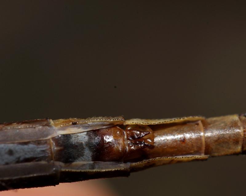 Photo of Dusky Clubtail