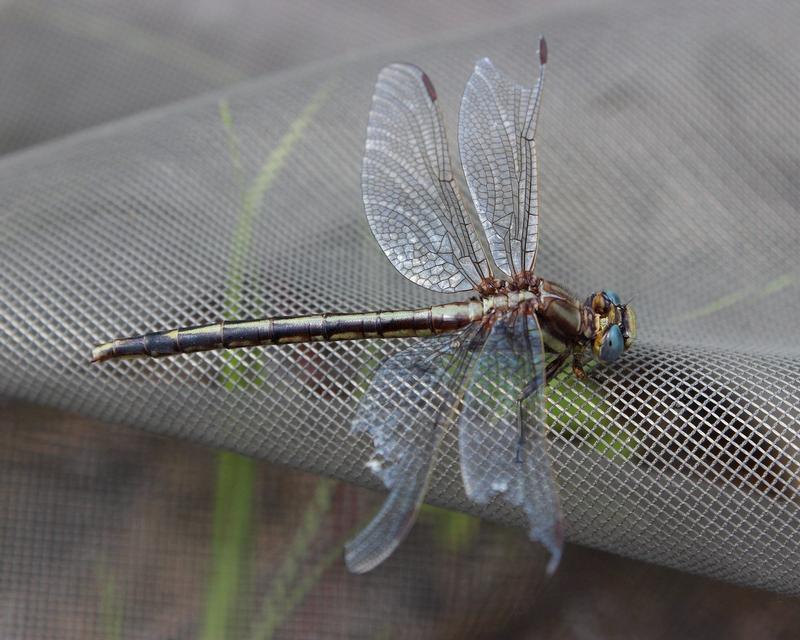 Photo of Dusky Clubtail