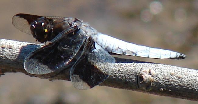 Photo of Common Whitetail