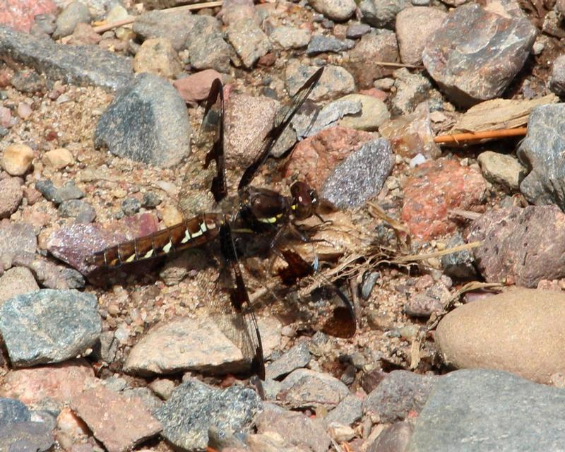 Photo of Common Whitetail