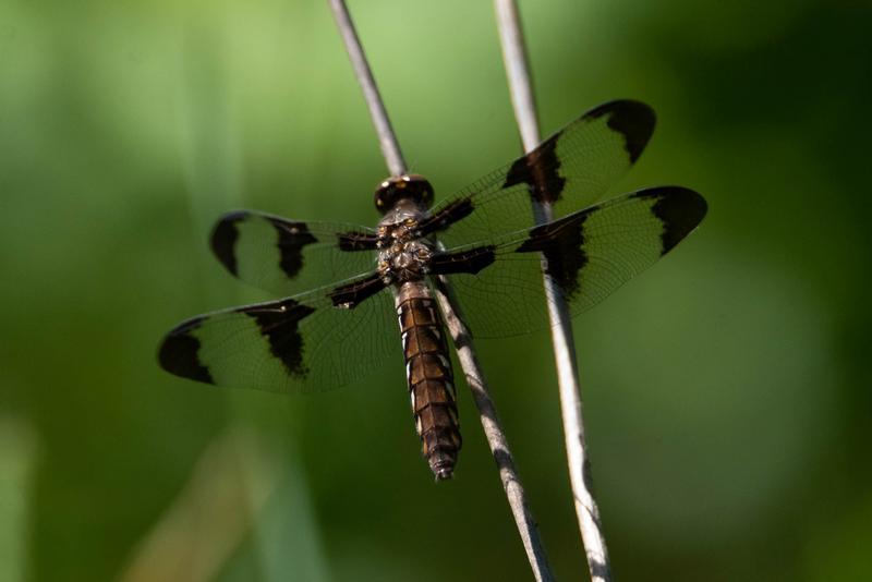 Photo of Common Whitetail