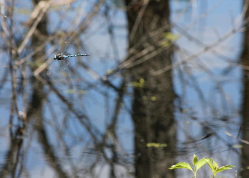 Photo of Spatterdock Darner