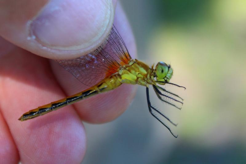 Photo of White-faced Meadowhawk