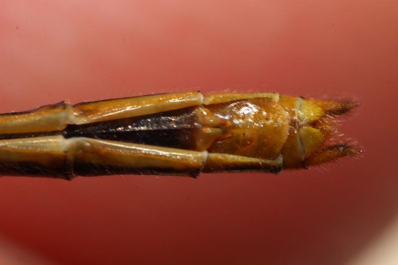Photo of White-faced Meadowhawk