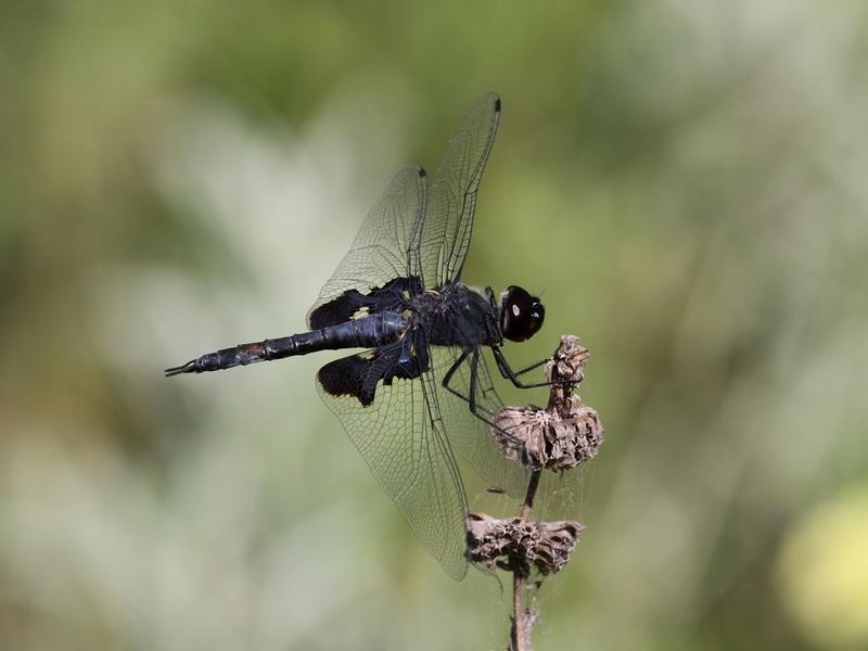 Photo of Black Saddlebags