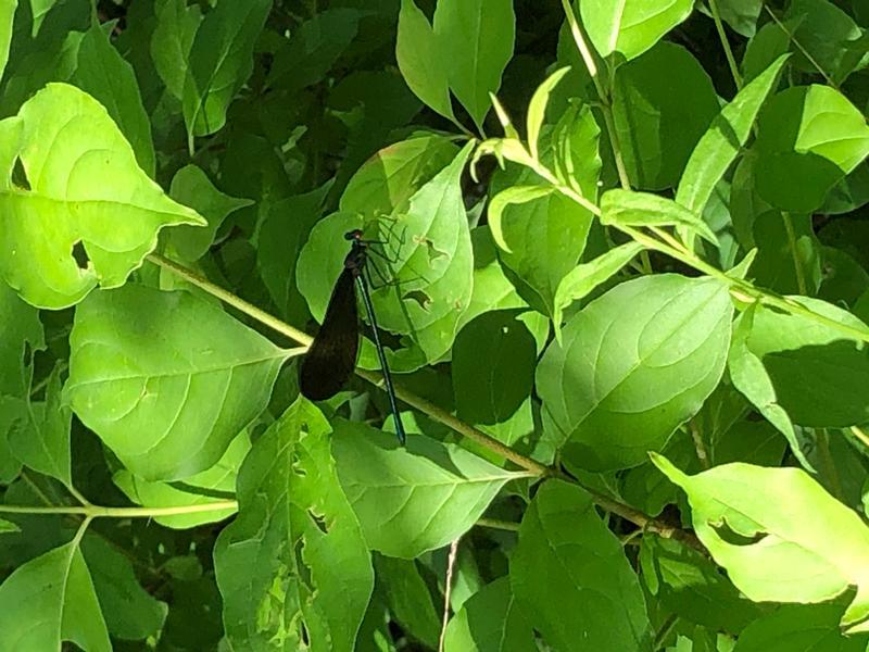 Photo of Ebony Jewelwing
