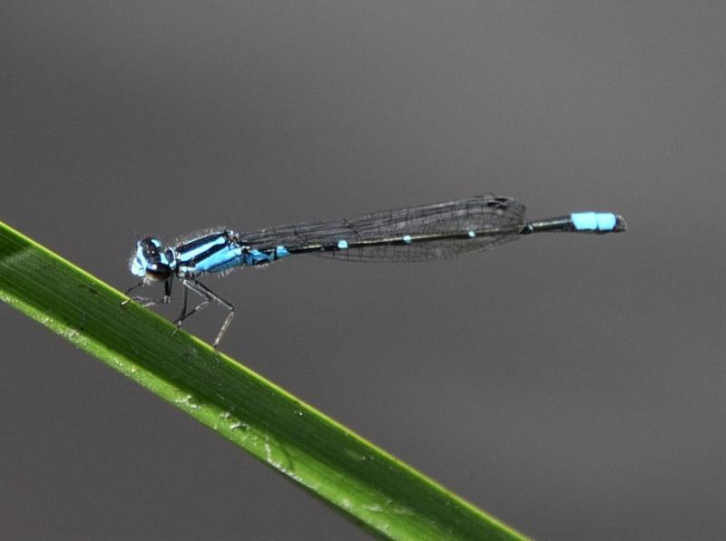 Photo of Skimming Bluet