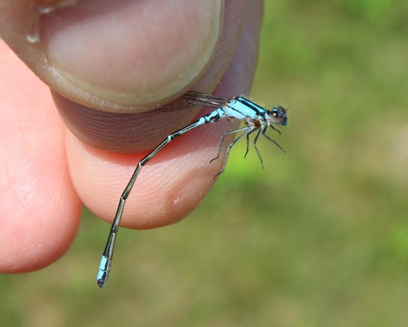 Photo of Skimming Bluet