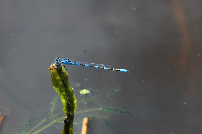 Photo of Tule Bluet