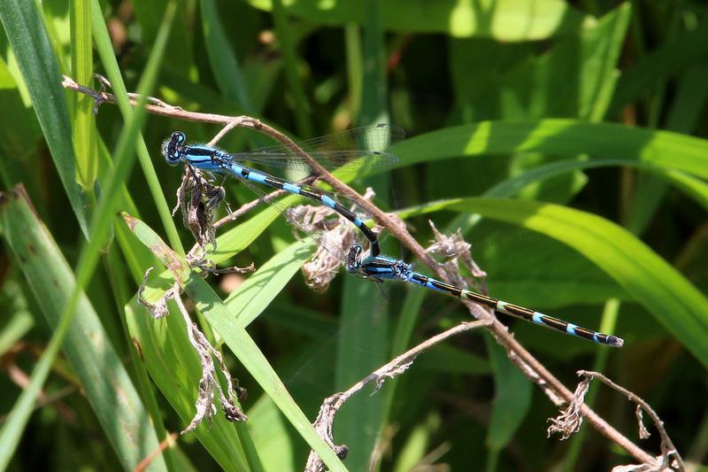 Photo of Tule Bluet