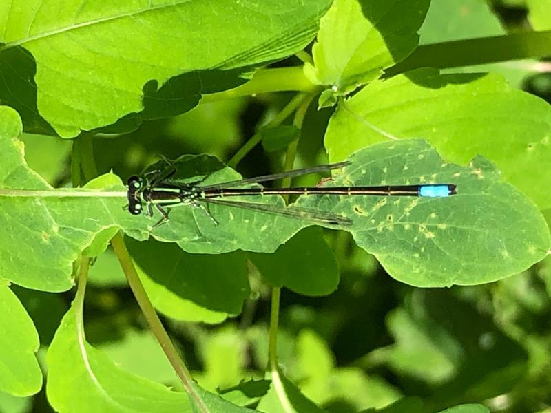 Photo of Eastern Forktail