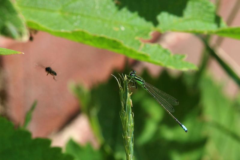 Photo of Eastern Forktail