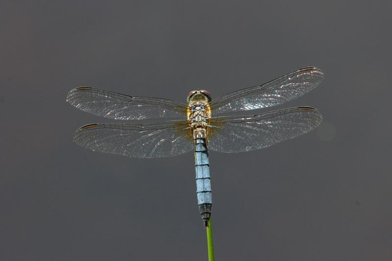 Photo of Blue Dasher