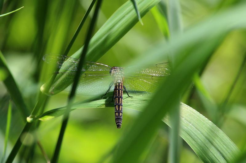 Photo of Blue Dasher