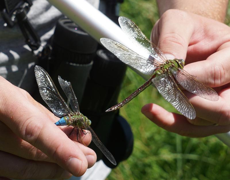 Photo of Common Green Darner