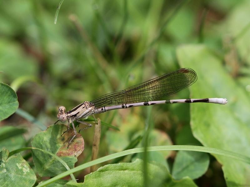 Photo of Springwater Dancer