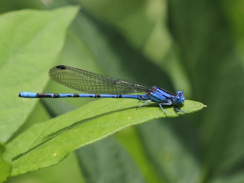 Photo of Springwater Dancer