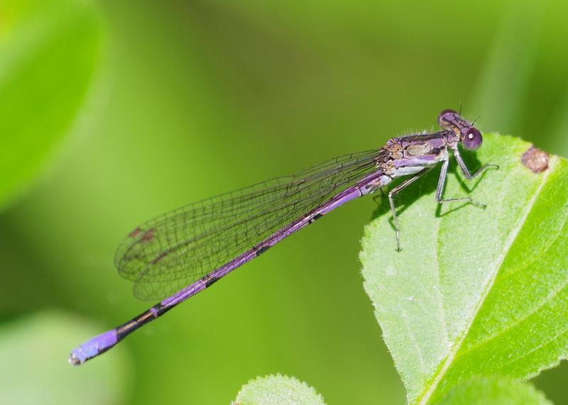 Photo of Variable Dancer (Violet Dancer ssp.)