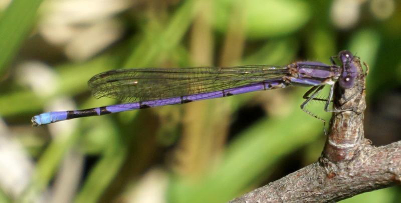 Photo of Variable Dancer (Violet Dancer ssp.)