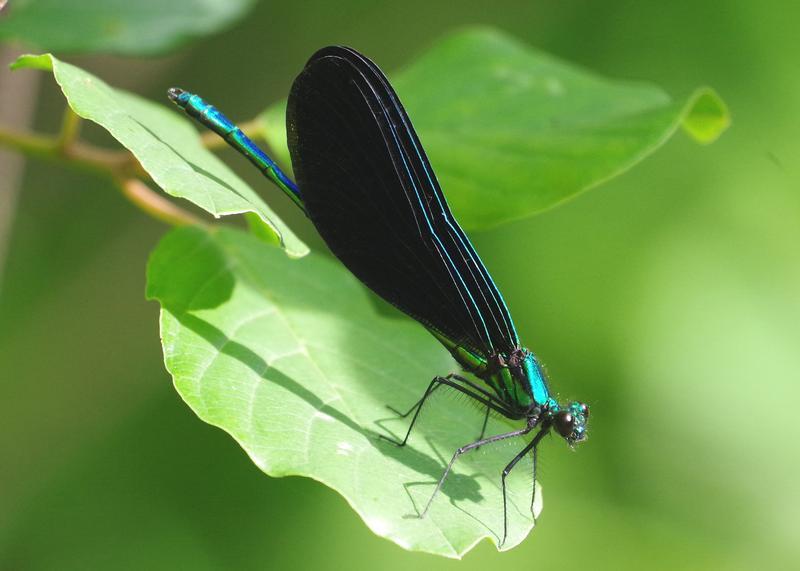 Photo of Ebony Jewelwing